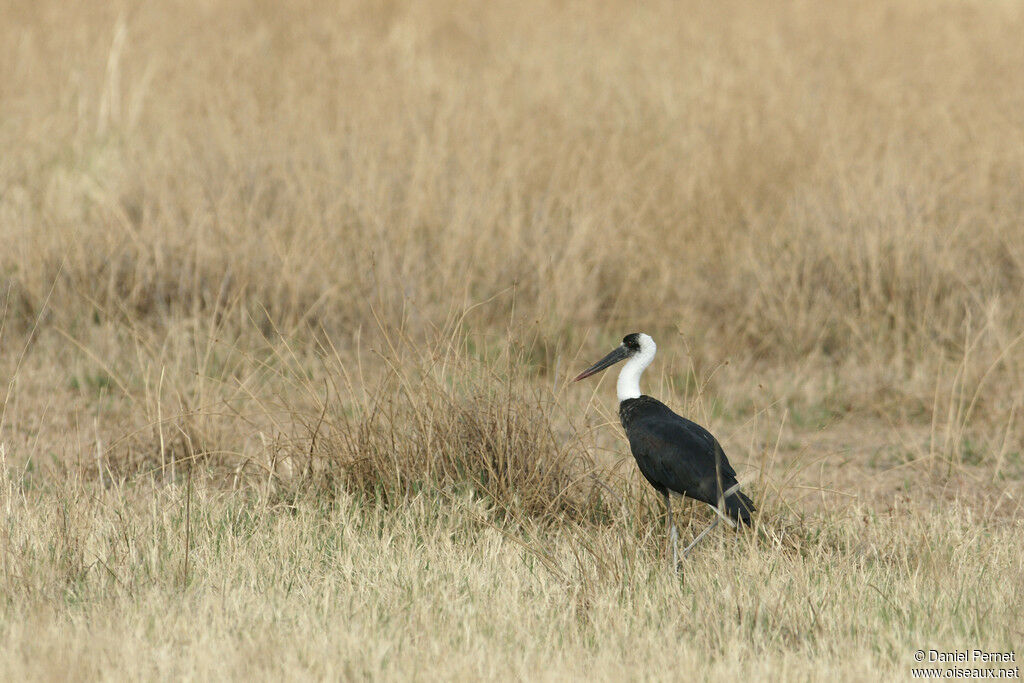 Cigogne à pattes noiresadulte, identification