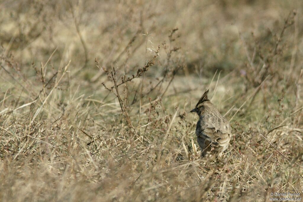 Cochevis huppé, identification, Comportement