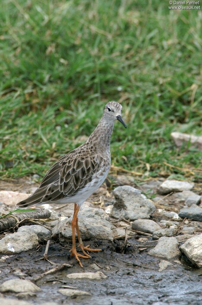 Combattant variéadulte internuptial, identification