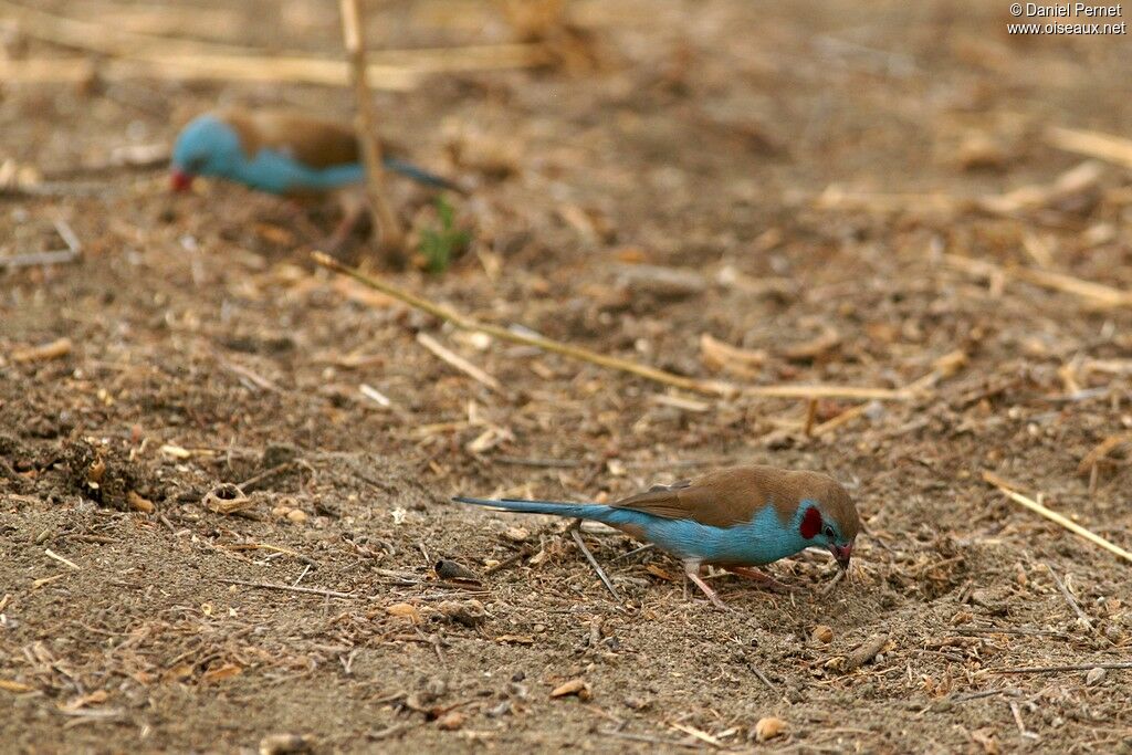 Cordonbleu à joues rougesadulte, Comportement