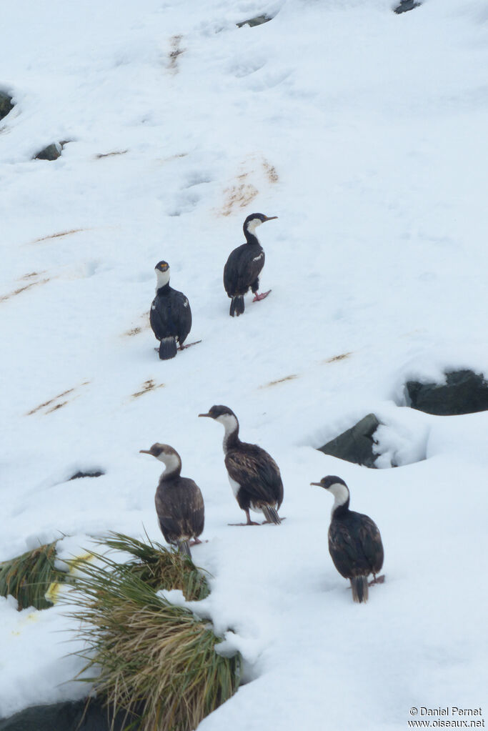 South Georgia Shagadult, walking