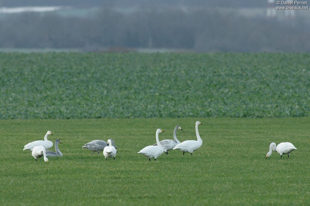 Cygne chanteur, identification