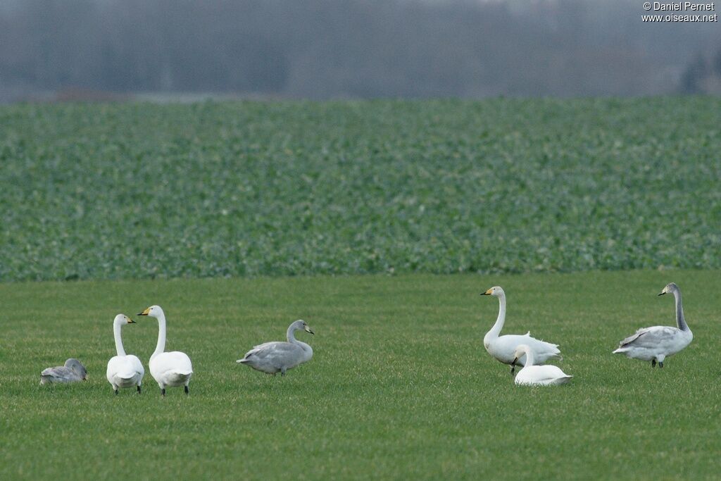 Cygne chanteur, identification