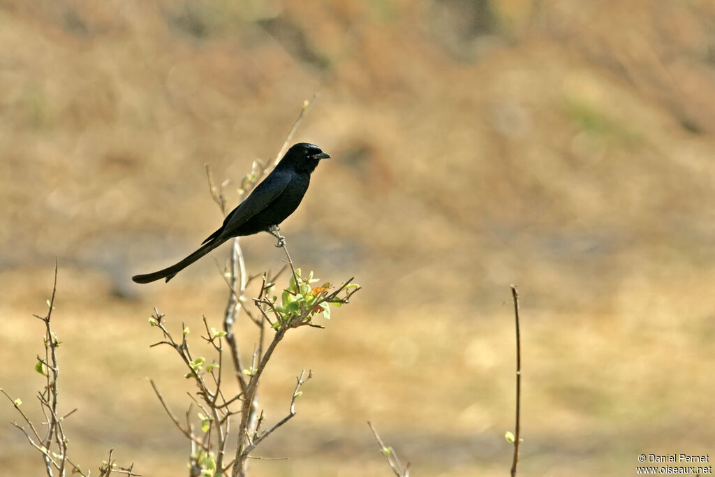 Drongo royaladulte, habitat