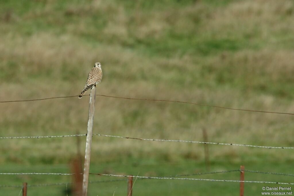 Common Kestrelimmature, identification