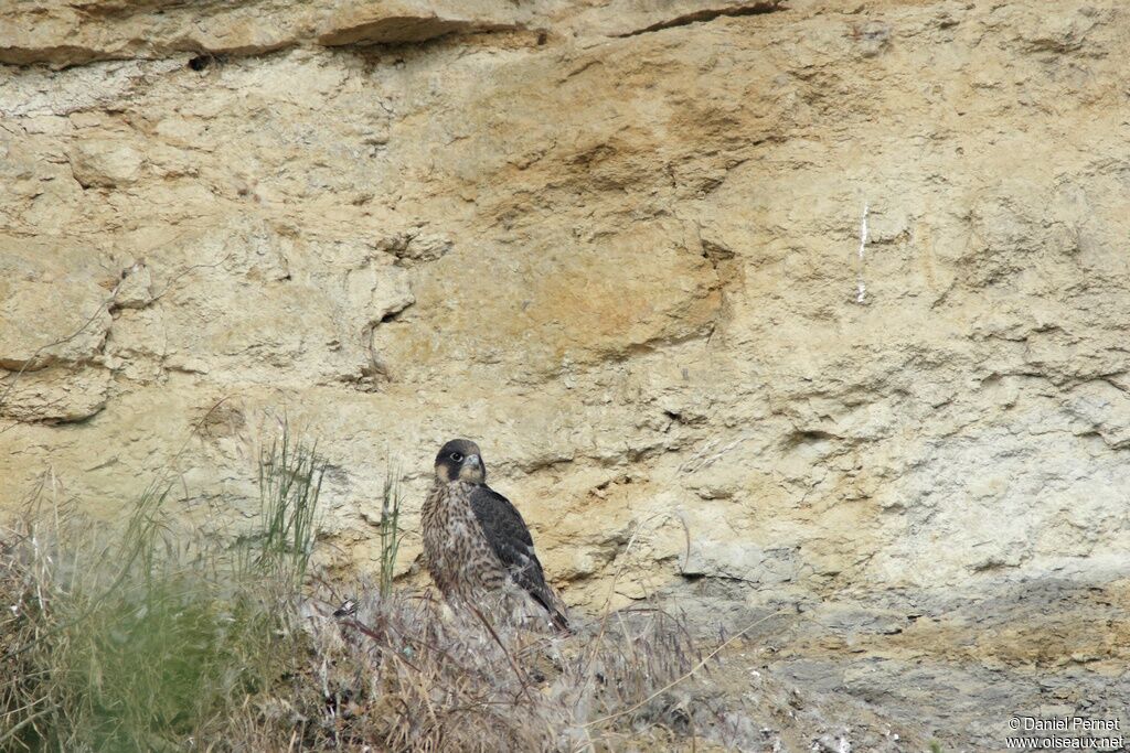 Faucon pèlerinimmature, identification