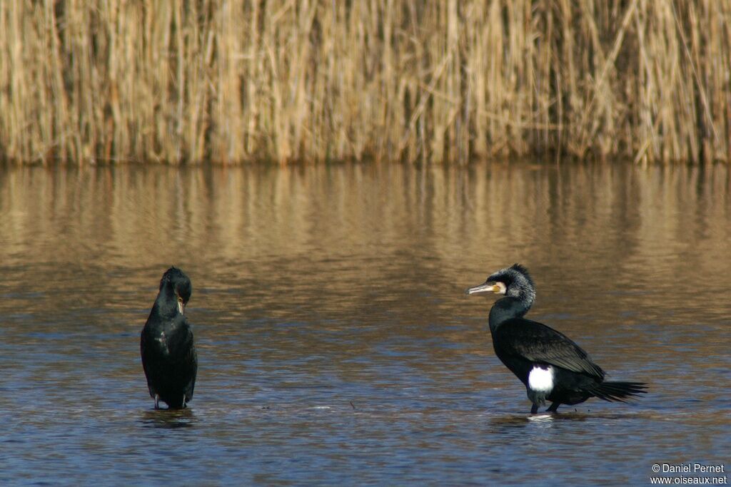 Great Cormorantadult, identification