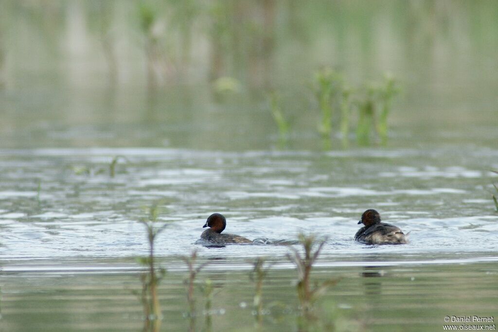 Little Grebe adult, identification