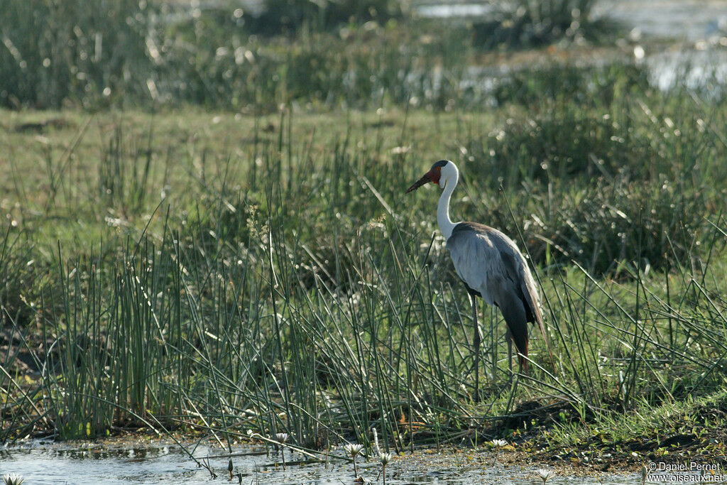 Wattled Craneadult, identification