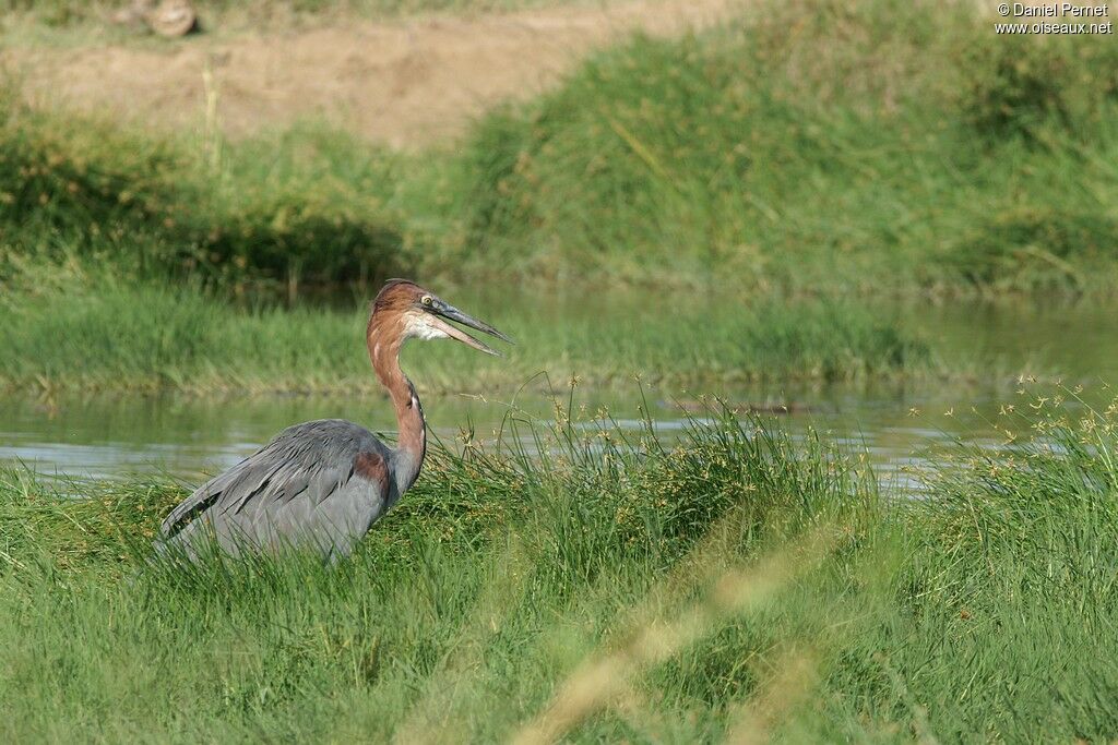 Héron goliath, identification