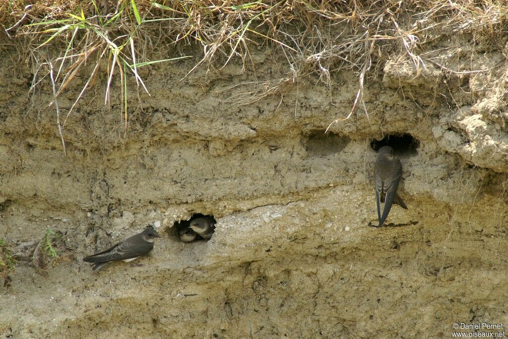 Hirondelle de rivage, identification, Nidification