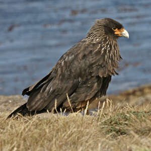 Caracara austral