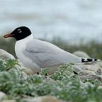 Mouette mélanocéphale