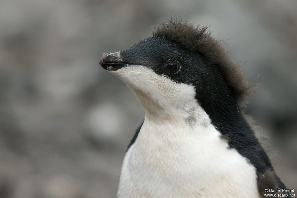 Manchot d'Adélieimmature, portrait
