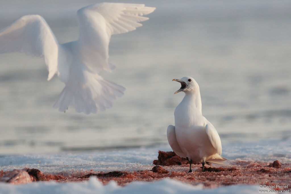Mouette blancheadulte, identification, mange