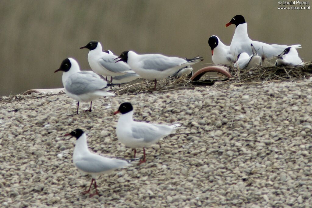 Mouette mélanocéphale adulte, Comportement