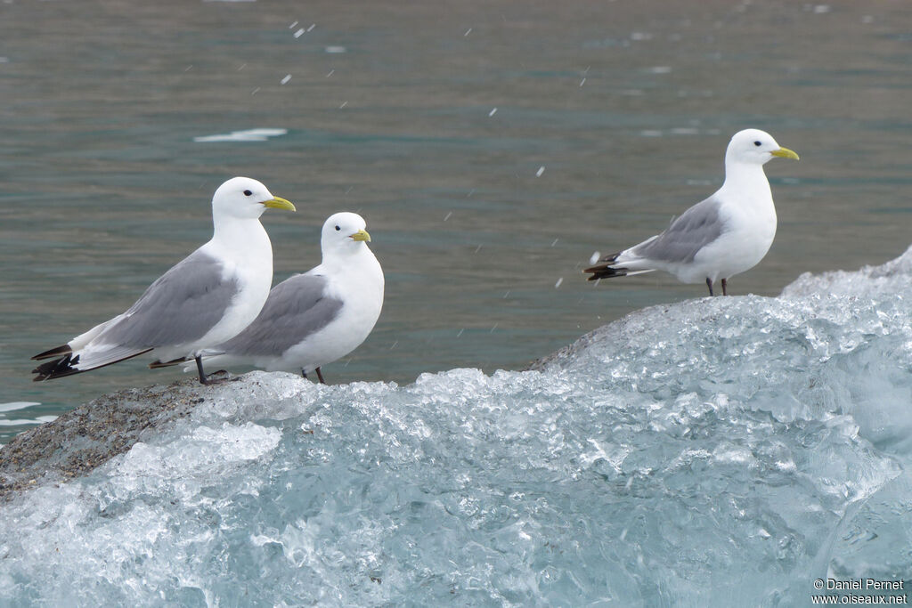Mouette tridactyleadulte