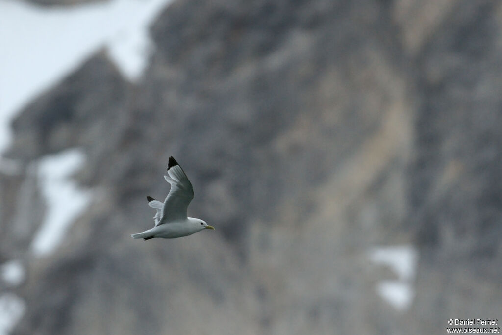 Mouette tridactyleadulte, Vol