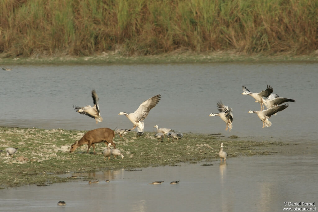 Oie à tête barréeadulte, habitat, Vol