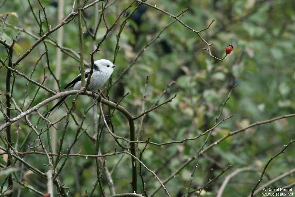 Orite à longue queueadulte, identification