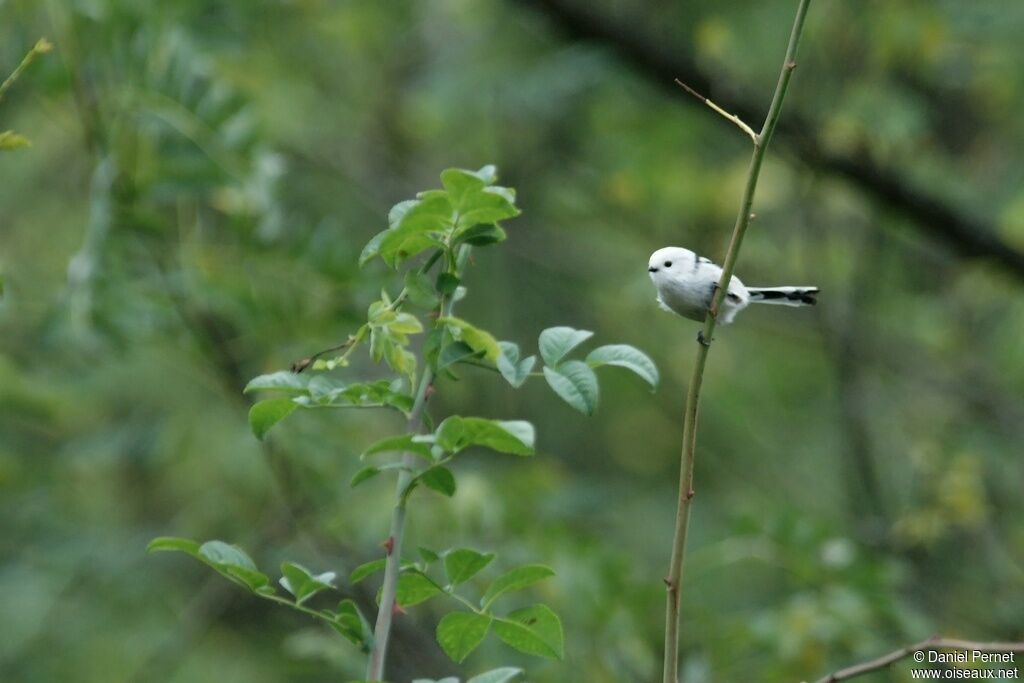 Long-tailed Titadult, identification
