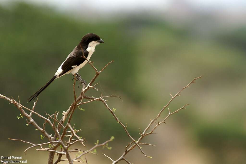Pie-grièche à longue queueadulte, identification
