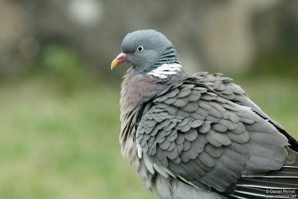 Pigeon ramieradulte, identification