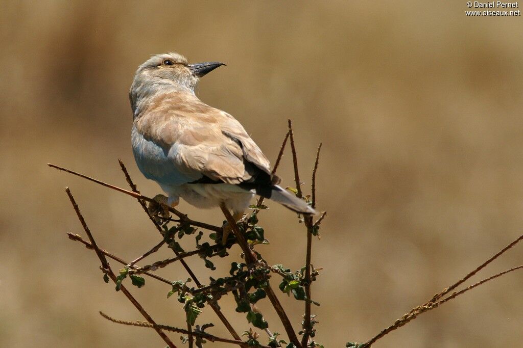 Rollier d'Europeadulte, identification