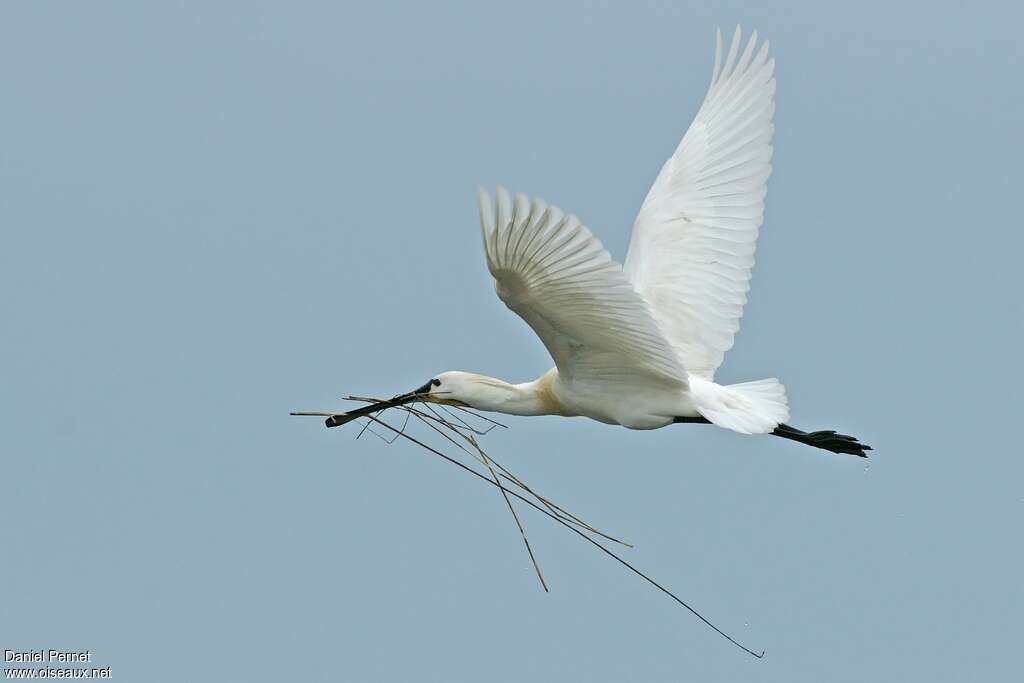 Eurasian Spoonbilladult, Flight, Reproduction-nesting, Behaviour