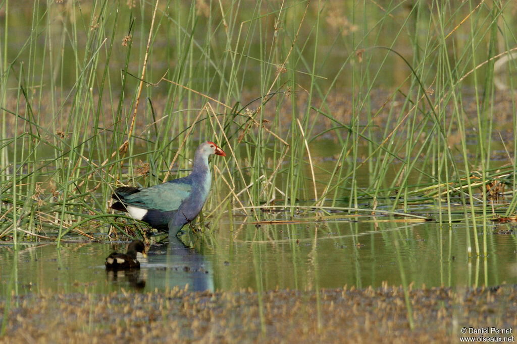 Talève sultaneadulte, habitat