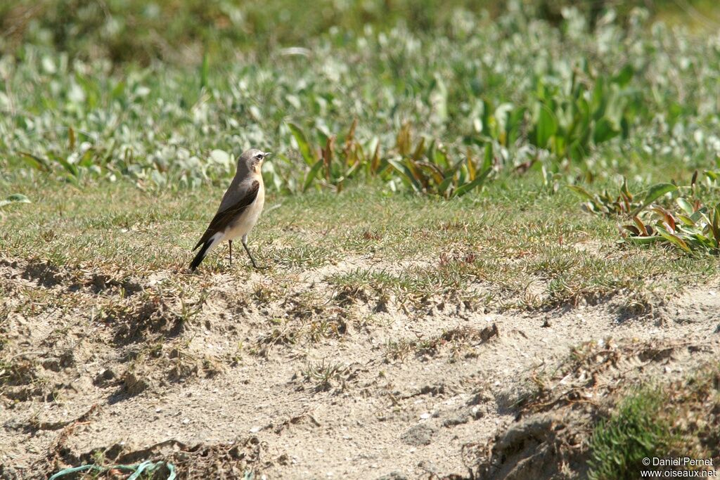 Traquet motteux mâle adulte, identification