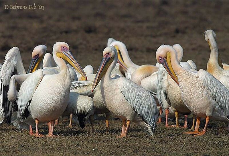 Great White Pelican