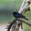 Drongo du Sri Lanka