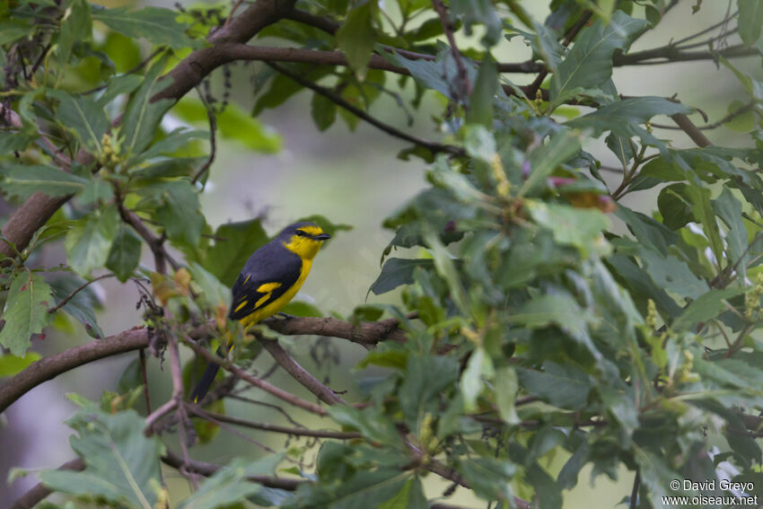 Grand Minivet