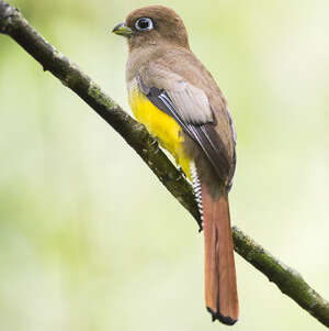 Trogon pattu