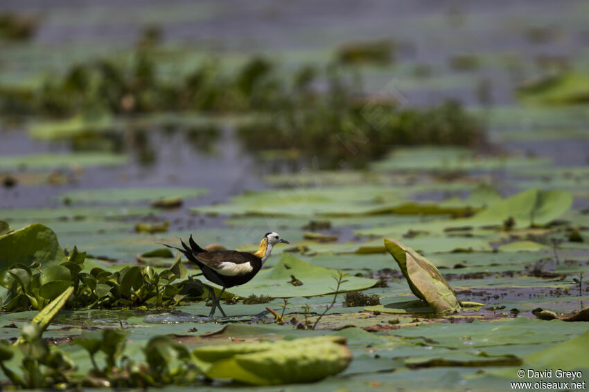 Jacana à longue queue