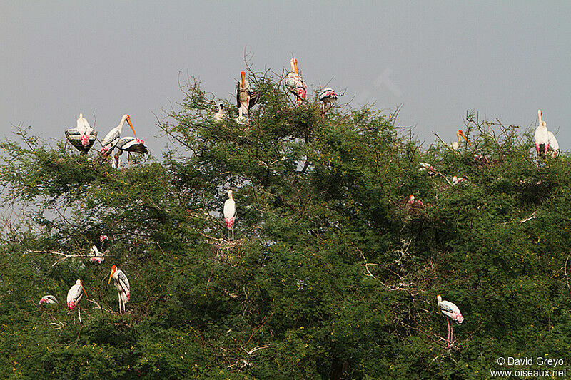 Tantale indien, Nidification