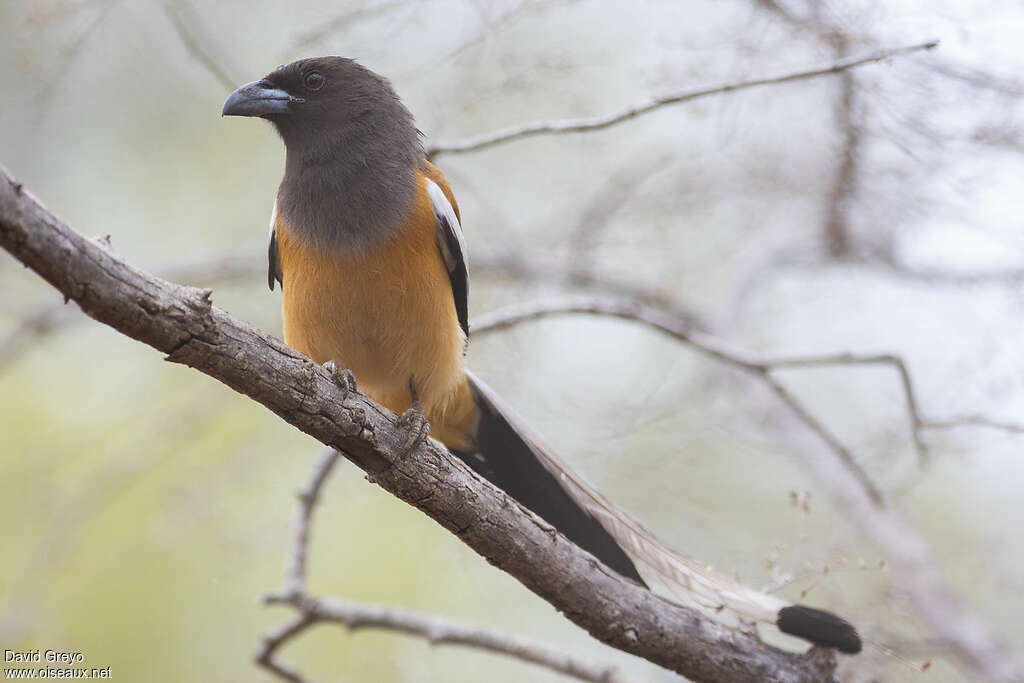Rufous Treepieadult, identification