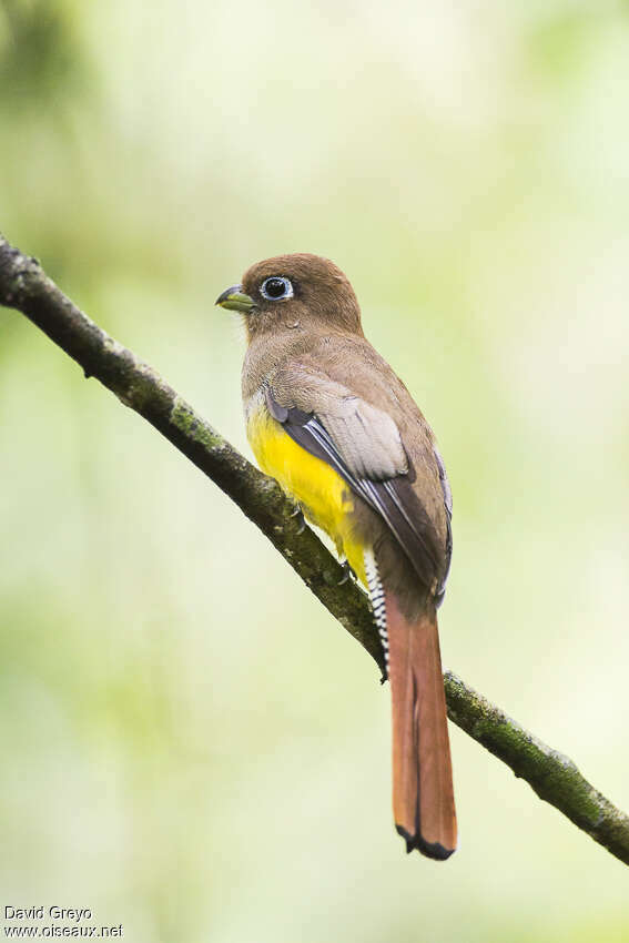 Trogon à lunettes jaunes femelle, identification