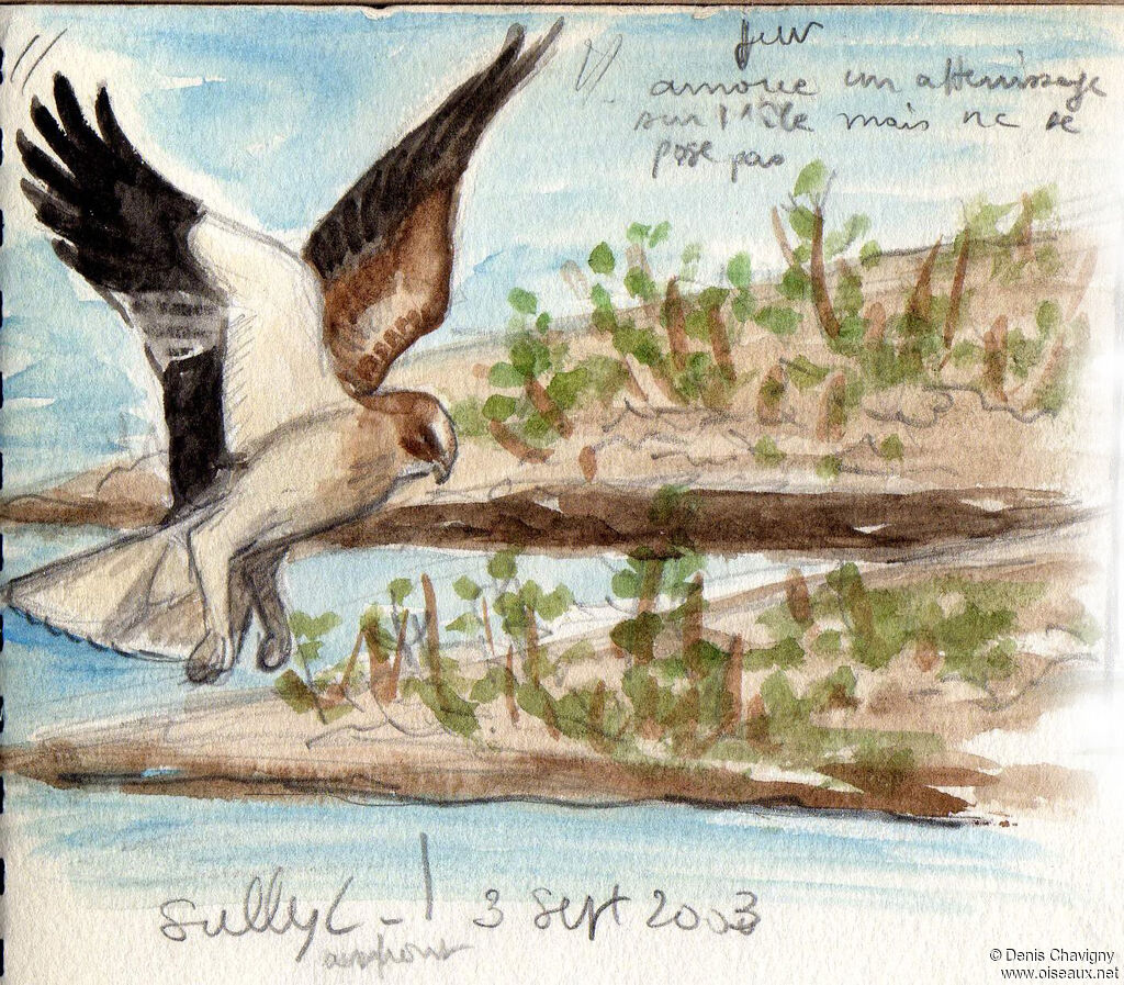 Aigle bottéjuvénile, habitat