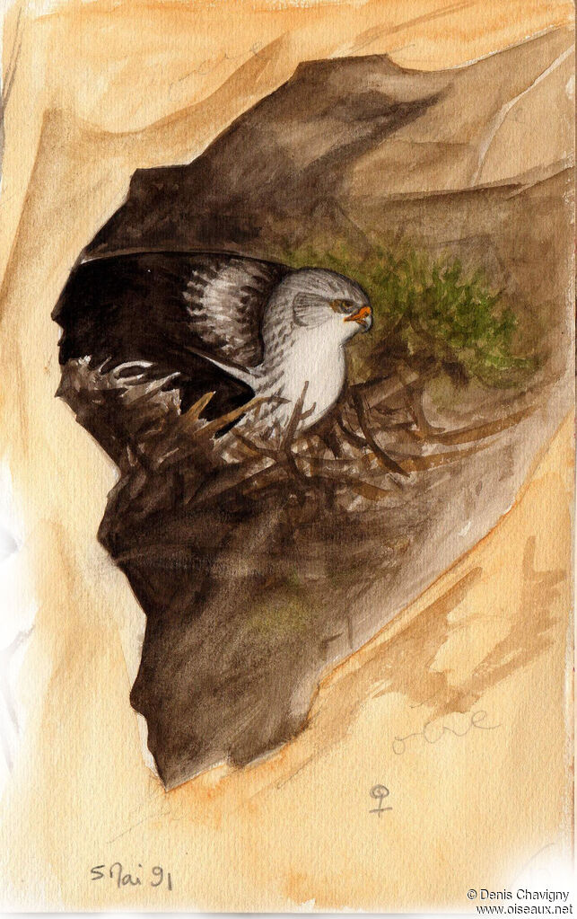 Aigle de Bonelli femelle adulte nuptial, identification, Nidification