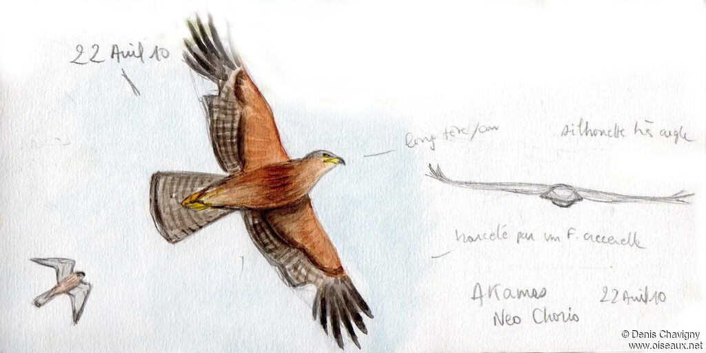 Aigle de Bonelliimmature, Vol