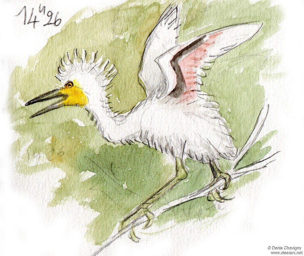 Aigrette garzettePoussin