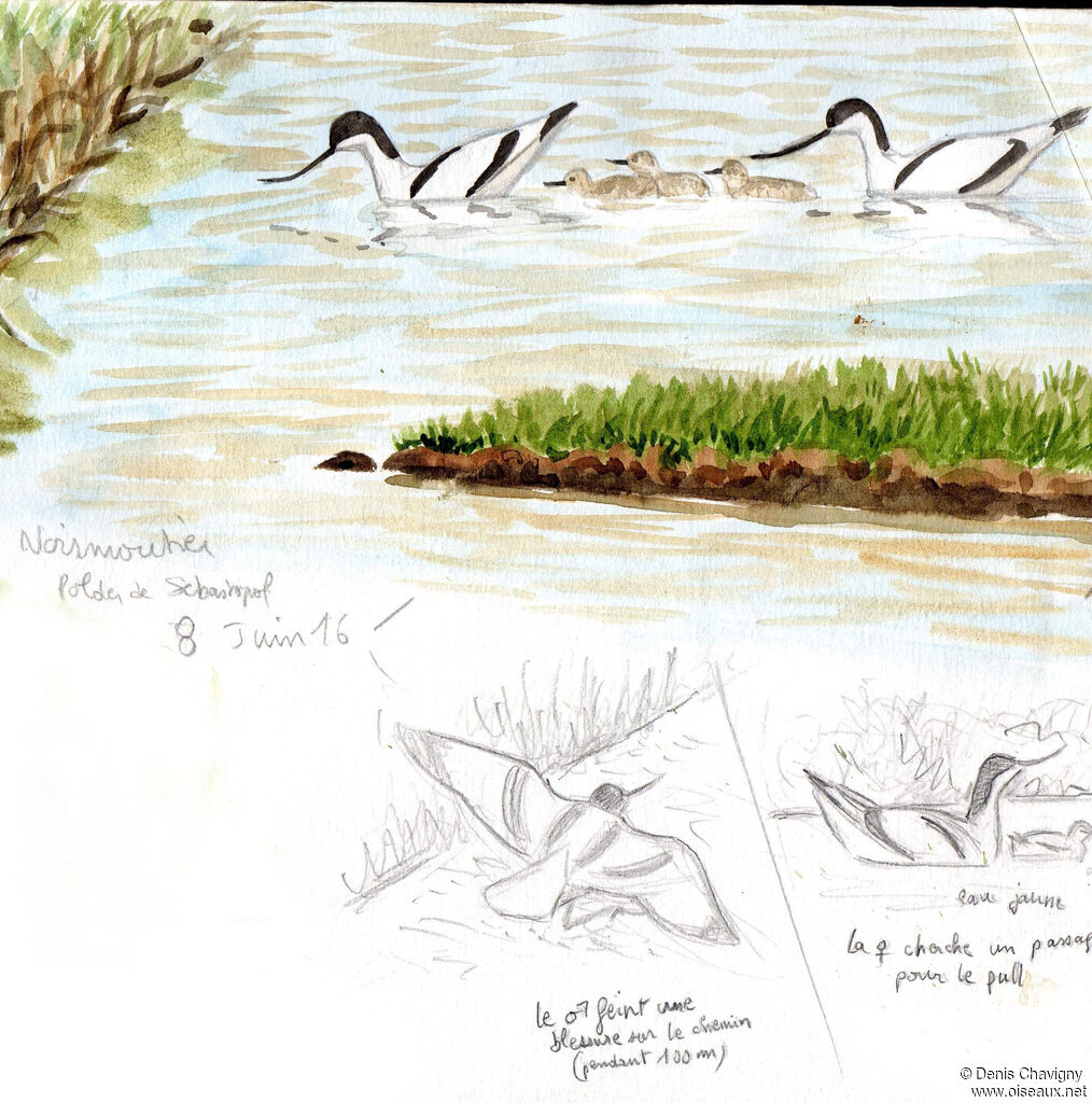 Avocette élégante, habitat, nage