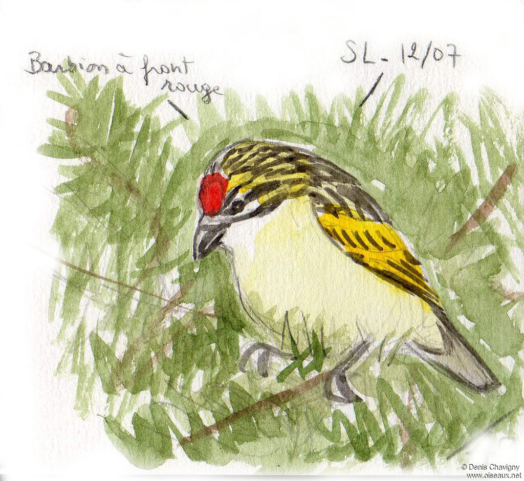 Southern Red-fronted Tinkerbird, habitat