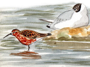 Bécasseau cocorli