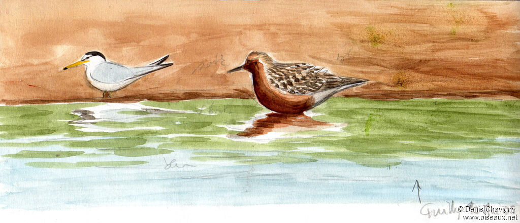 Bécasseau maubècheadulte nuptial, habitat