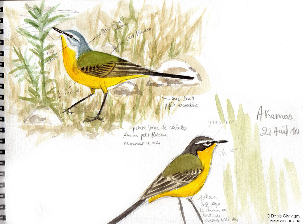 Bergeronnette printanièreadulte nuptial, habitat