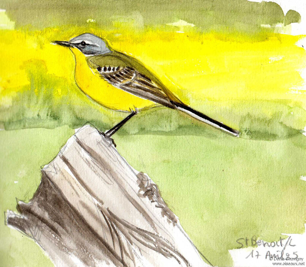 Bergeronnette printanière mâle adulte, identification