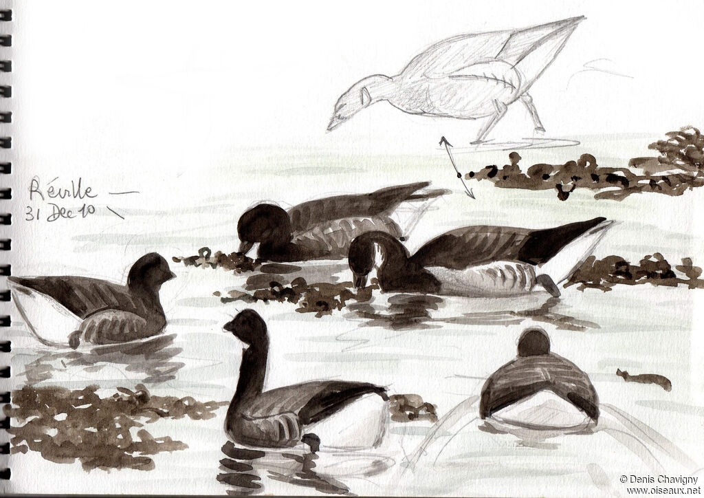 Bernache cravant, habitat, nage, mange